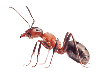 Red Ant